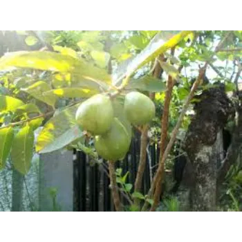 Green Guava Plant